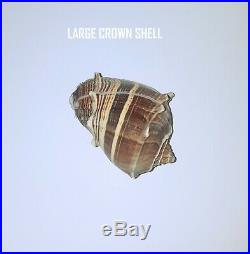 21 Seashell Wreath on Birch Twig withAlphabet Cones, Crown Shells, & Star Fish