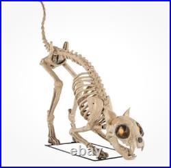 5 Ft Long Grave & Bones LED Skelly's Cat Home Depot Halloween Used FAST SHIP
