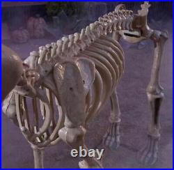 7 FOOT Skeleton Dog Skelly's Home Accent Halloween 2025 GREAT DEAL 05/25