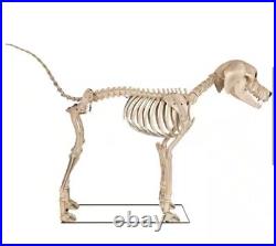 7ft FT Skeleton Dog Skelly's Home Accent Halloween 2024 Home Depot SAME DAY SHIP
