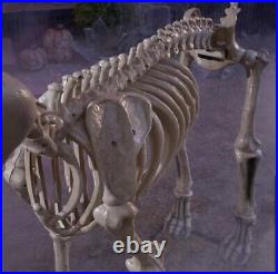 7ft FT Skeleton Dog Skelly's Home Accent Halloween 2024 Home Depot SAME DAY SHIP