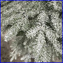 Balsam Hill 9 Foot Frosted Alpine Balsam Fir Tree Fairy Lights Open $999 READ