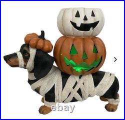 Brighten the season Dachshund mummy with pumpkin