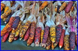Dozen Whole Ears of Indian Corn with Husks Attached Fall Halloween Decoration