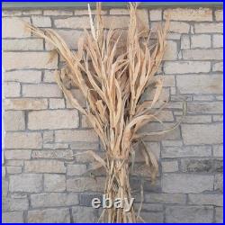 Dried Corn Stalk Bundle Perfect for Fall and Halloween Decorating