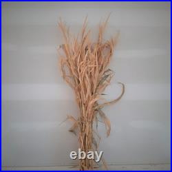 Dried Corn Stalk Bundle Perfect for Fall and Halloween Decorating