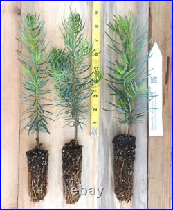 Grand Fir, 1 YR Plugs- Landscape, Windbreak, Timber Tree or Christmas Tree