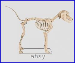 Home Accents Holiday Halloween Home Depot 7 FT Skelly's Dog NEW FOR 2024