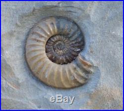 Large Jurassic Fossil Ammonite 1.9 kg cm Freestanding Jurassic Coast UK