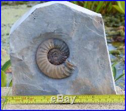 Large Jurassic Fossil Ammonite 1.9 kg cm Freestanding Jurassic Coast UK