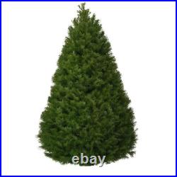 Live Christmas Tree Natural Freshly Cut Douglas Fir 5 6 Ft. Oregon-Grown Decor