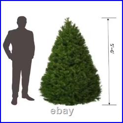Live Christmas Tree Natural Freshly Cut Douglas Fir 5 6 Ft. Oregon-Grown Decor