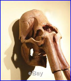 Mammoth 11 Skull Model Wall Hanging Wall-Mounted Sculpture Decor Fossil Replica