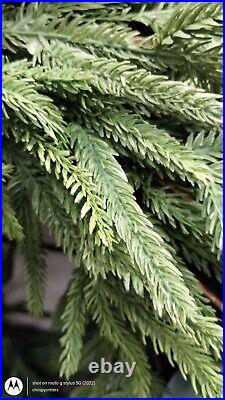 Martha Stewart GARLAND REAL TOUCH BALSAM PINE EVERGREEN Mantle Cascading 6 ft