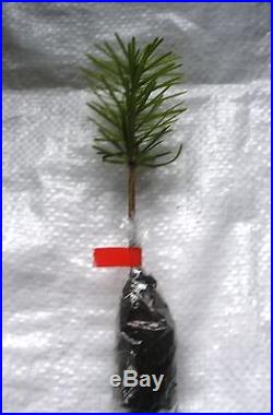 Nordmann Fir, Nordman Fir, Real Living Christmas Tree, Cell Grown Plug plants