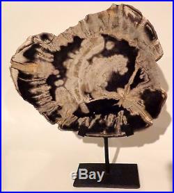 Petrified Wood Slice on stand 20 million year old 11'' h x 10.5'' at the center
