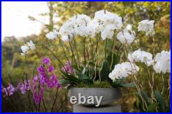 Round Grey Concrete Bowl Planter Pot for Plants
