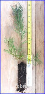 Scotch Pine Scotch Pine, Pinus sylvestris, Great for Windbreak, Christmas Tree