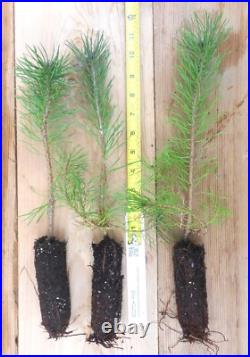 Scotch Pine Scotch Pine, Pinus sylvestris, Great for Windbreak, Christmas Tree