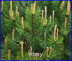 Scotch Pine Scotch Pine, Pinus sylvestris, Great for Windbreak, Christmas Tree
