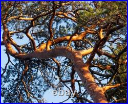 Scotch Pine Scotch Pine, Pinus sylvestris, Great for Windbreak, Christmas Tree