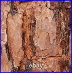 Scotch Pine Scotch Pine, Pinus sylvestris, Great for Windbreak, Christmas Tree