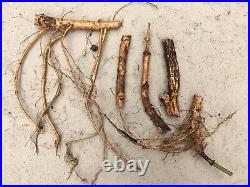 Start Next Year's Crop Today. 20 Organic Cascade Hop Rhizomes $110