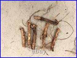 Start Next Year's Crop Today. 20 Organic Cascade Hop Rhizomes $110