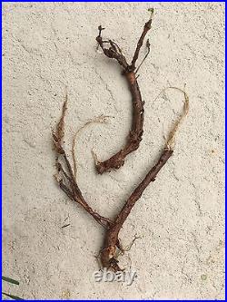 Start Next Year's Crop Today. 20 Organic Cascade Hop Rhizomes $110