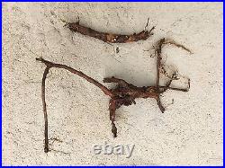 Start Next Year's Crop Today. 20 Organic Cascade Hop Rhizomes $110