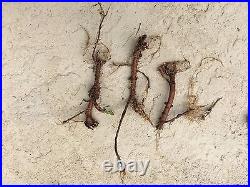 Start Next Year's Crop Today. 20 Organic Cascade Hop Rhizomes $110
