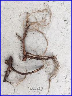 Start Next Year's Crop Today. 20 Organic Cascade Hop Rhizomes $110