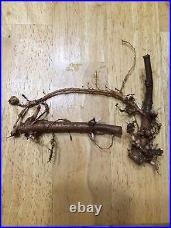 Start Next Year's Crop Today. 20 Organic Cascade Hop Rhizomes $110