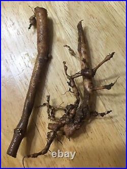 Start Next Year's Crop Today. 20 Organic Cascade Hop Rhizomes $110