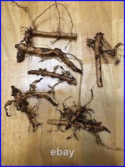 Start Next Year's Crop Today. 20 Organic Cascade Hop Rhizomes $110