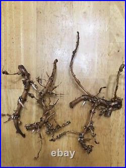Start Next Year's Crop Today. 20 Organic Cascade Hop Rhizomes $110