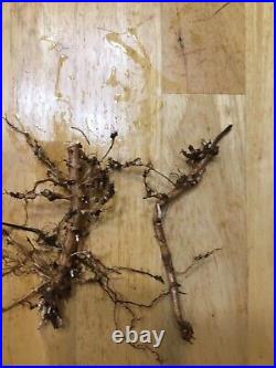 Start Next Year's Crop Today. 20 Organic Cascade Hop Rhizomes $110