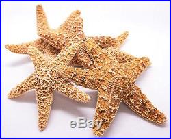 Sugar Starfish 5 Brown Sugar StarFish 4 to 5 Nautical Crush Trading TM