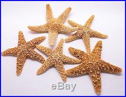 Sugar Starfish 5 Brown Sugar StarFish 4 to 5 Nautical Crush Trading TM