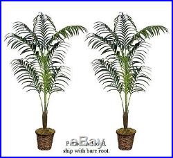 TWO 8′ Artificial Kentia Palm Trees Tropical Silk Plant